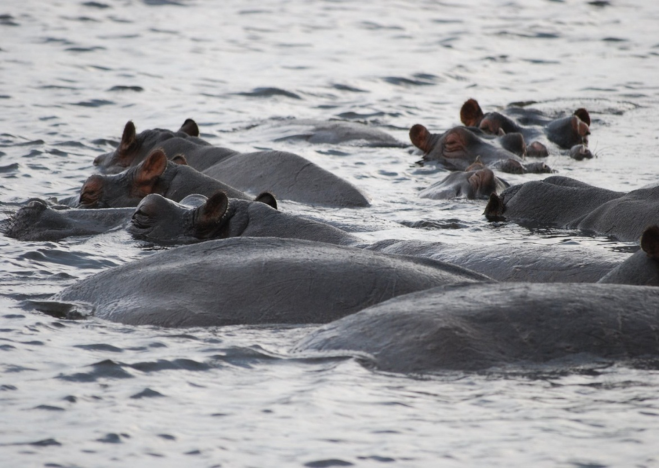 Gratuitous wildlife shot: A raft of hippos chilling out in the river. Photo: Pim Bussink 
